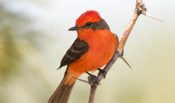 red bird perched on a branch