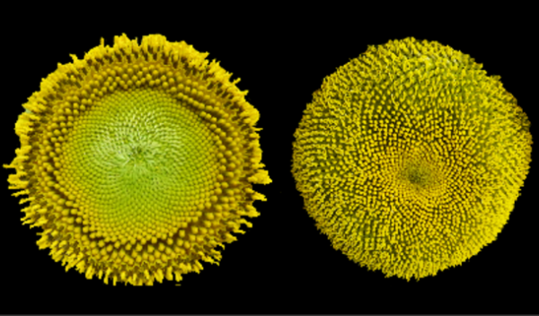 the opening of florets in concentric rings in sunflowers