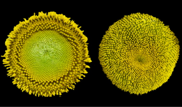 Circadian clock controls sunflower blooms, optimizing the flowers for pollinators | News24.ph