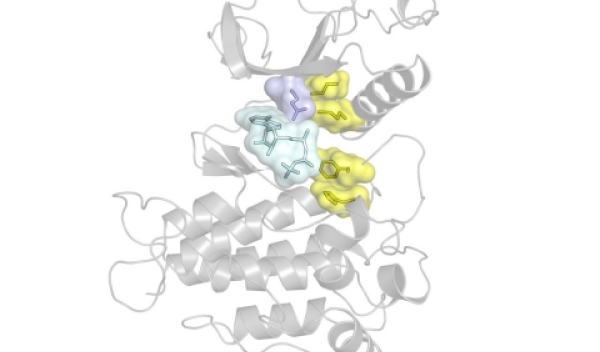 The FGFR kinase showing the locations of the gatekeeper residue in blue, hydrophobic spine in yellow, and ATP in cyan.