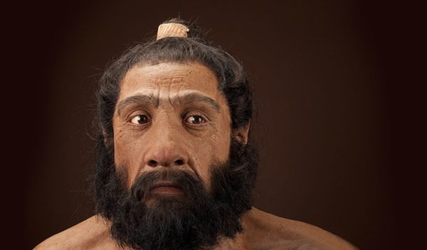 Immune and metabolic conditions have persisted in humans, including Neanderthals (pictured), for more than 700,000 years.