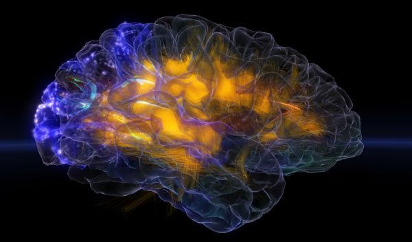 Brain High res