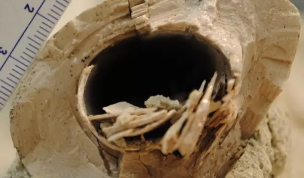 Broken shin bone of a carnivorous dinosaur, showing rings like the rings of a tree.