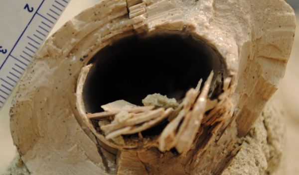Broken shin bone of a carnivorous dinosaur, showing rings like the rings of a tree.