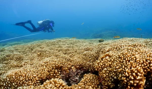 diver swimming over reef