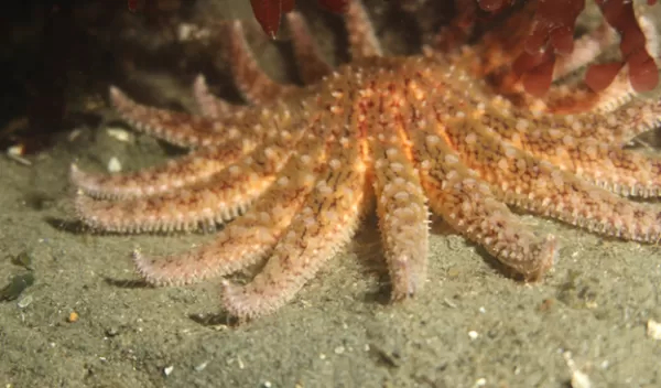 sea star