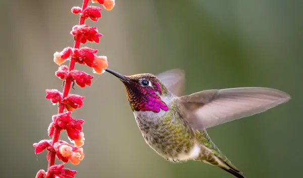 A hummingbird in flight feeding on a vibrant red flower's nectar