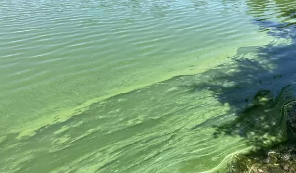 Microcystis bloom in Castle Rock Pond, Norman, Oklahoma