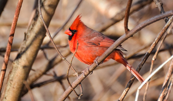 red cardinal in tree