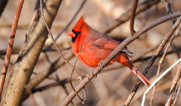 U.S. birds in East and West show opposite behavior patterns  | News24.ph