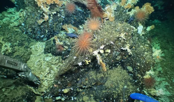 Alvin collects samples from a ridge populated by cold water corals, squat lobsters, anemones, basket stars and deep-sea fish.