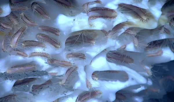 Ice worms inhabiting methane hydrate