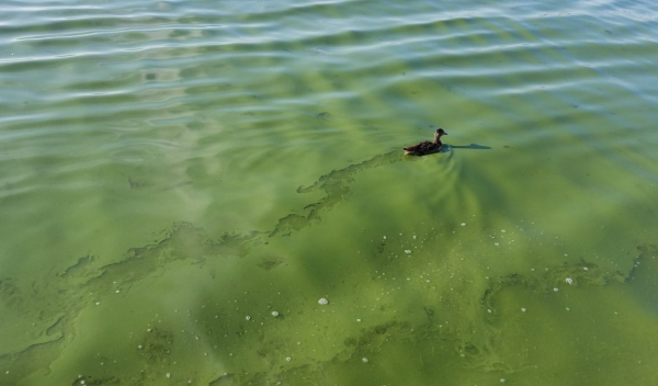 Invasive species cause big changes in a lake's microbial community.