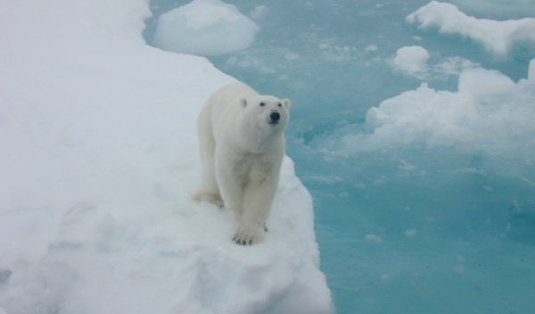 polar bear standing on block of ice