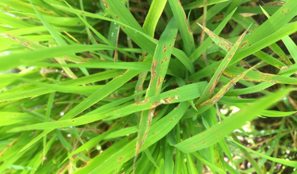 Damage to rice leaves from rice blast disease.