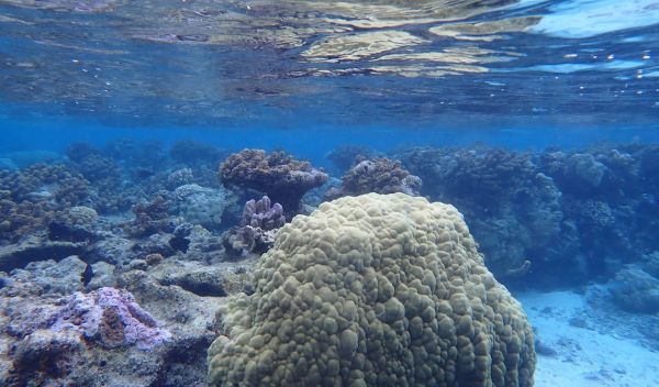 Download this image.April 21, 2023 Coral reef near South Pacific island of Moorea in French Polynesia