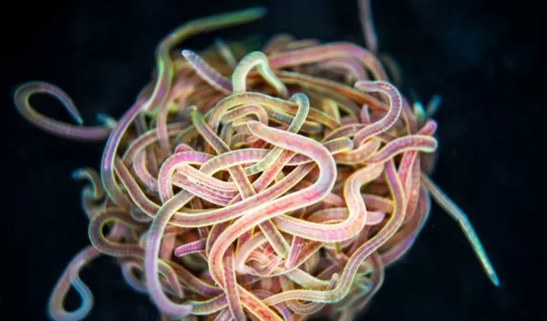 California black worms tangled together into ball-shaped blob