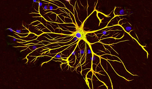 Astrocytes help tamp down overexcited neurons during acute stress.