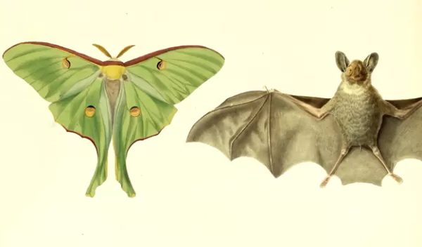 The long, trailing tails of luna moths appear to have one function and few, if any, drawbacks.