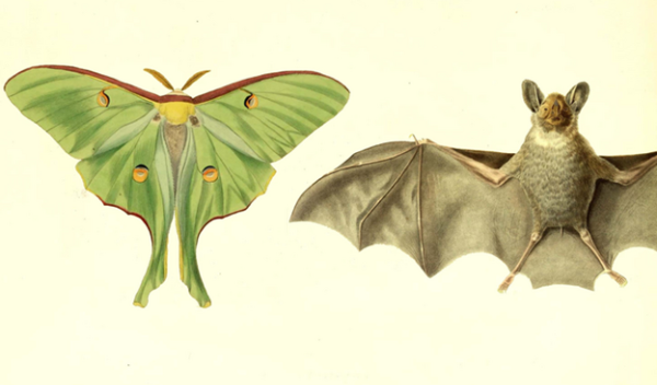 Luna moths use their tails solely for bat evasion | News24.ph