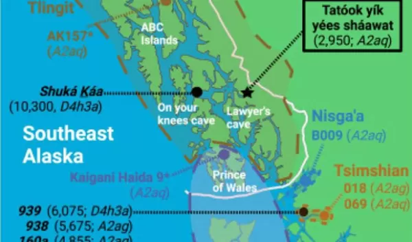 A bone researchers found belonged to an ancient individual the Wrangell Cooperative Association named Tatóok yík yées sháawat (young lady in cave).