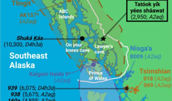 A bone researchers found belonged to an ancient individual the Wrangell Cooperative Association named Tatóok yík yées sháawat (young lady in cave).