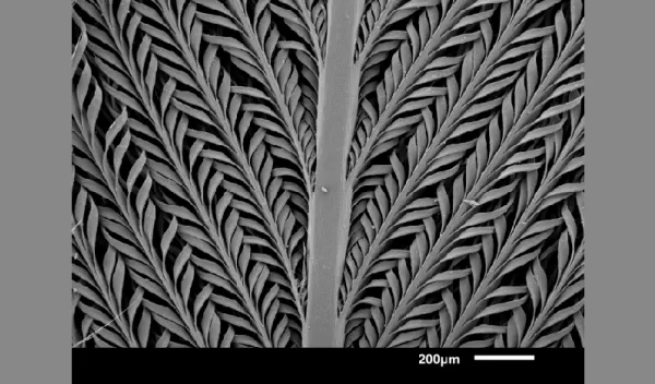 Researchers captured a view of feathers from the desert-dwelling sandgrouse, showcasing the architecture.