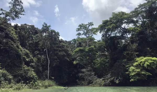 One of the rainforests studied, as seen from a boat on the Panama Canal; researchers had to access the forests by boat.