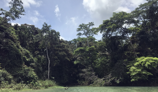 One of the rainforests studied, as seen from a boat on the Panama Canal; researchers had to access the forests by boat.