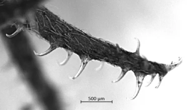 The unique array of hooks on hitchhiker plants led researchers to develop improved surgical suturing techniques.