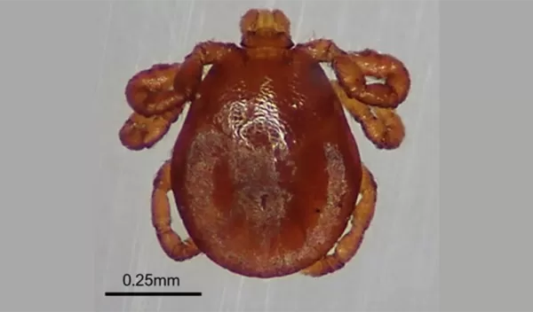 Researchers are warning of the tick-borne disease babesiosis. Here, a magnified view of Dermacentor albipictus, the tick responsible.