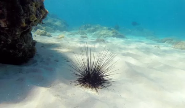 Scientists have discovered that a parasite is behind a severe die-off of long-spined sea urchins across the Caribbean Sea.