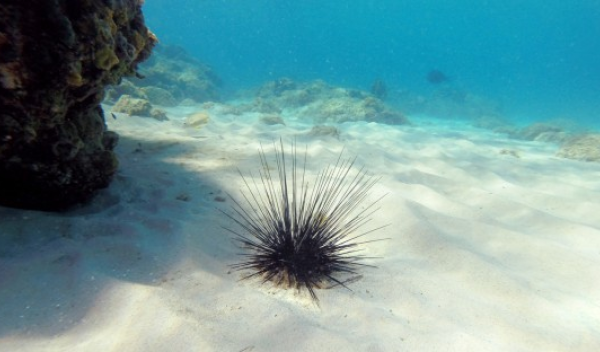 urchin