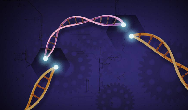 CRISPR is a tool that lets scientists cut and insert small pieces of DNA at precise areas along a DNA strand, enabling scientists to study genes in a targeted way.