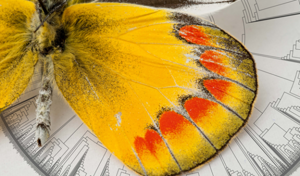 Scientists have determined where the first butterflies originated and which plants they relied on for food.