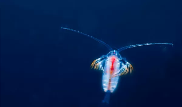 Euchirella and other copepods are producers of sinking particles that transport carbon to the deep sea.