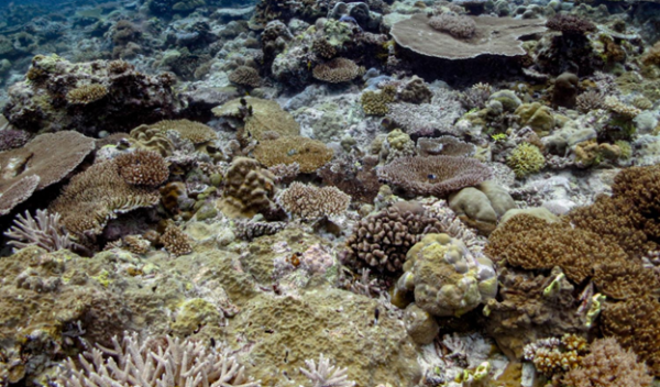 Corals in the Indo-Pacific may be more resilient to climate change than those in the Atlantic, according to a new study.