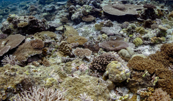 Geographic Zone Report  Reef Environmental Education Foundation