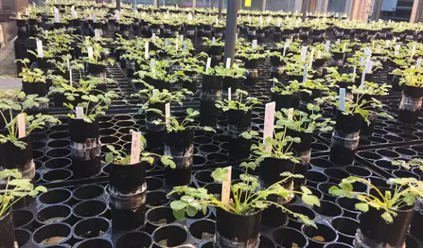 Plants in green house
