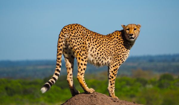 cheetah standing in the desert