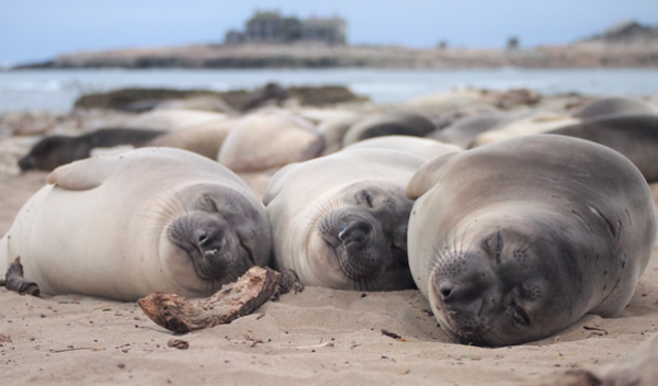elephant seals laying down