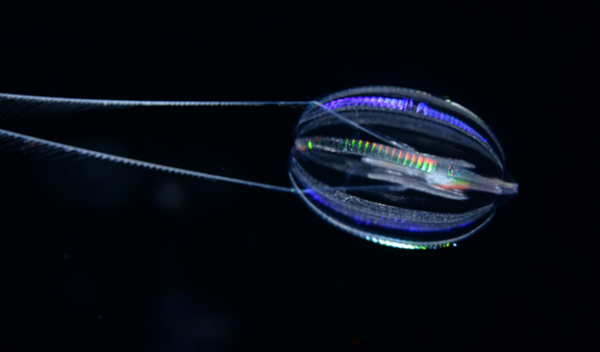 Hormiphora californensis, the California sea gooseberry, is a comb jelly common in California coastal waters.
