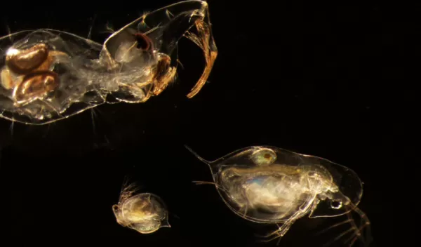 phantom midge larva