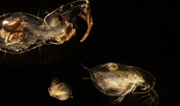 phantom midge larva
