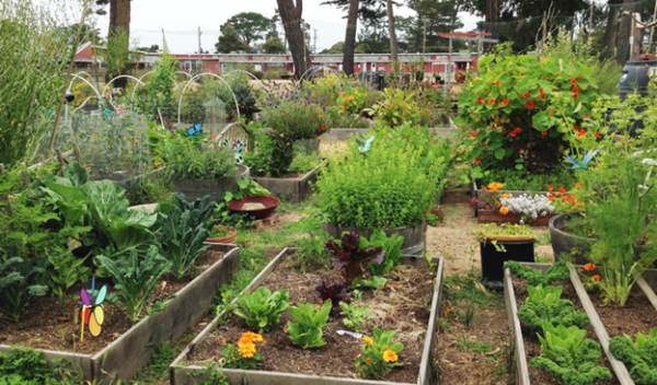 Urban gardens