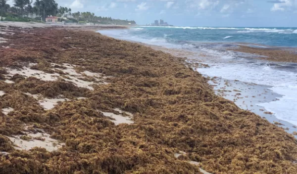 Beached Sargassum appears to harbor high amounts of Vibrio bacteria.