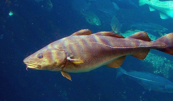 Scientists collected historical and contemporary samples of cod for a study on evolutionary changes in these fish.