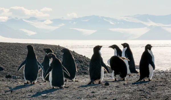 Penguins