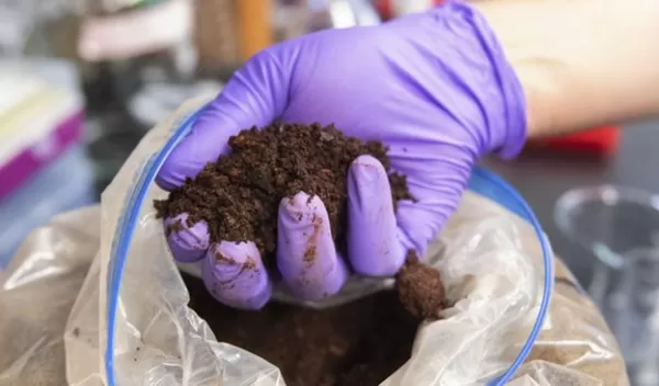 Biology has already been harvesting and harnessing the power of rare earths for millennia, especially in a class of bacteria called "methylotrophs."