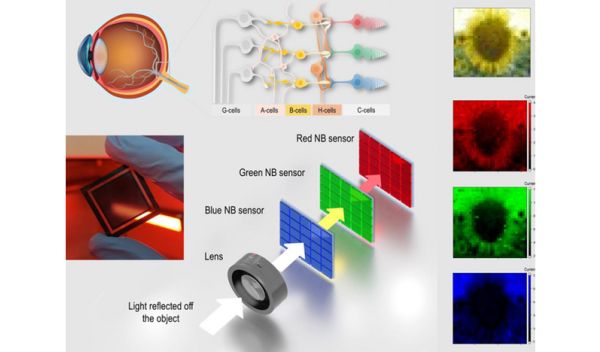Newly created sensor array mimics human cone cells and neural network to process information and produce high-fidelity images.